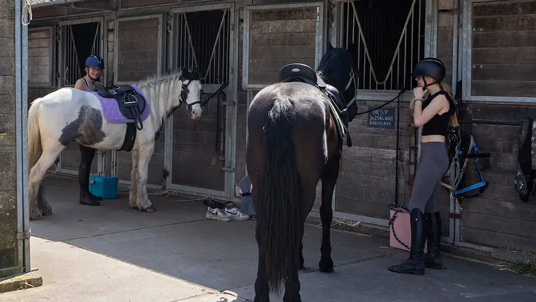 Stal Mulder Assendelft Paard of pony leasen